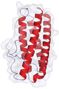 Prote&iacute;na IL-11