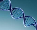 Descubren el �reloj biol�gico� del ADN: una ayuda para entender el proceso de envejecimiento 