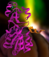 Describen mecanismos biol�gicos que vinculan el exceso de grasas y az�cares con el Alzheimer