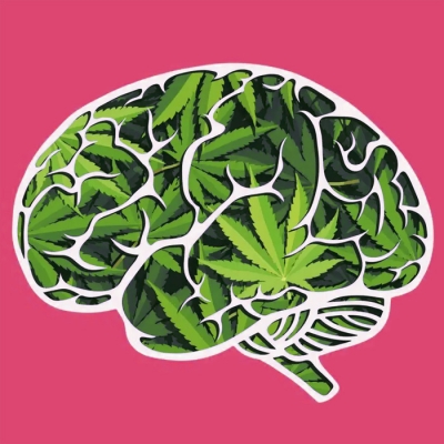 Analizan el impacto del consumo de cannabis en la funci�n cerebral